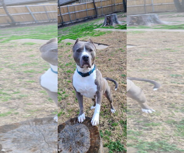 Medium Photo #1 American Pit Bull Terrier-Unknown Mix Puppy For Sale in Bangs, TX, USA