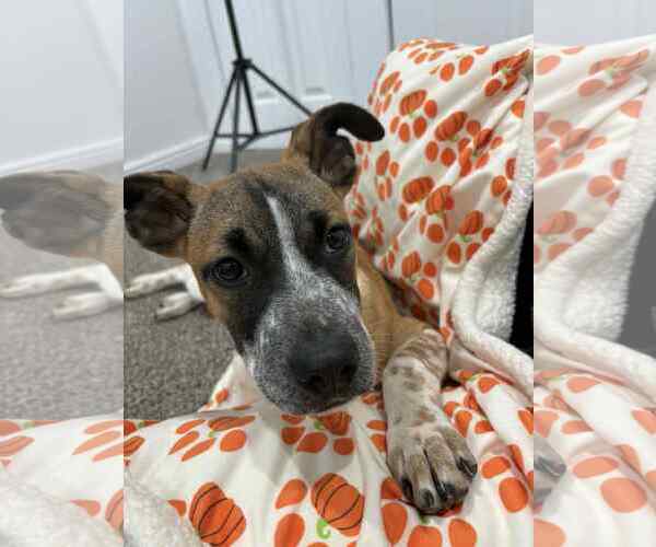 Medium Photo #5 Mutt Puppy For Sale in Sandy, UT, USA