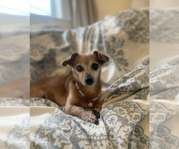 Medium Photo #5 Dachshund-Unknown Mix Puppy For Sale in Weston, FL, USA