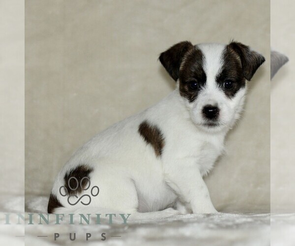 Medium Photo #3 Jack Russell Terrier-ShihPoo Mix Puppy For Sale in GORDONVILLE, PA, USA