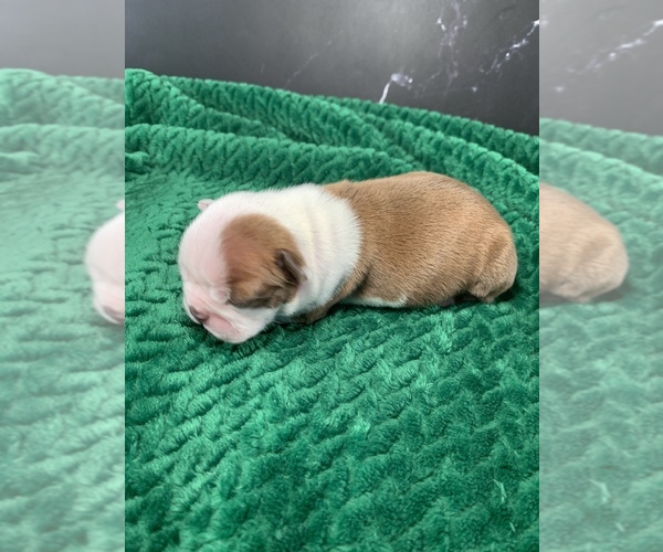 Medium Photo #29 Boston Terrier Puppy For Sale in TULARE, CA, USA