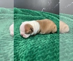 Small #13 Boston Terrier