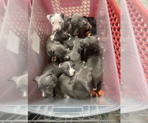 Bullypit Litter for sale in MIDDLETOWN, CT, USA