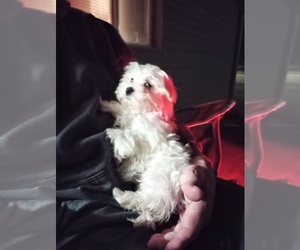 Maltese Puppy for sale in HILLSBORO, IA, USA