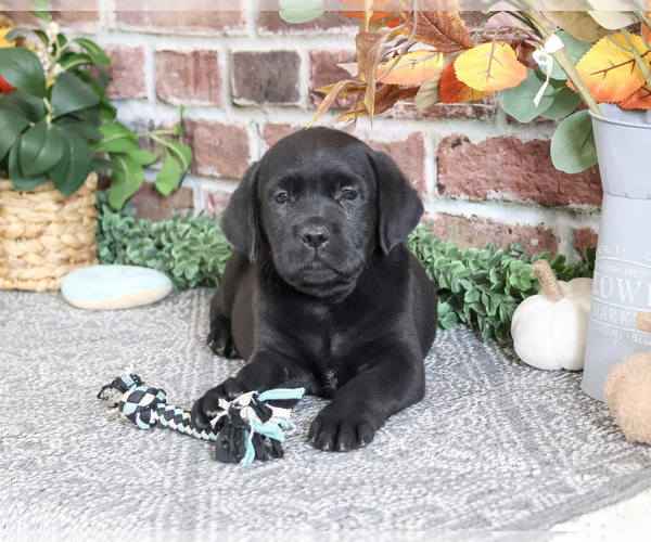 Medium Photo #4 Labrador Retriever Puppy For Sale in SYRACUSE, IN, USA