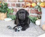 Onyx - Male Labrador Retriever Puppy for Sale - Photo #4
