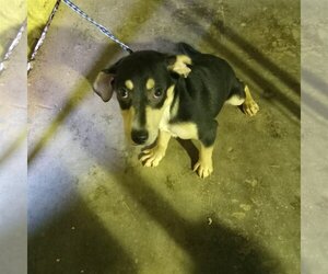 Beagle-Unknown Mix Dogs for adoption in Bonifay, MO, USA