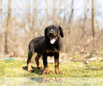 Small Photo #3 Rotterman Puppy For Sale in BRISTOL, IN, USA