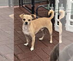 Small #2 Chihuahua