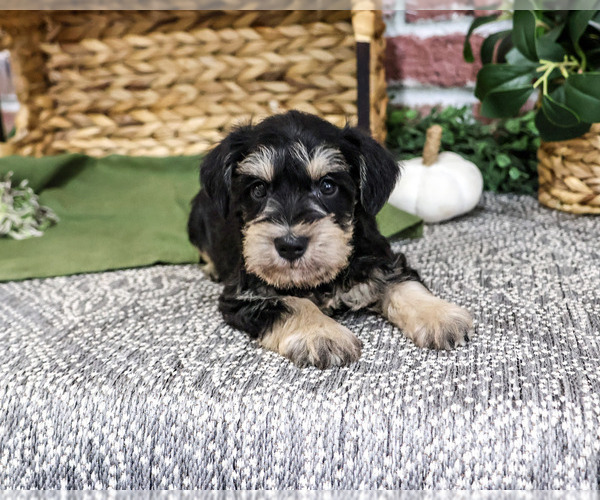 Medium Photo #5 Schnauzer (Miniature) Puppy For Sale in SYRACUSE, IN, USA