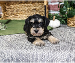 Ethan - Male Schnauzer (Miniature) Puppy for Sale - Photo #5
