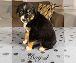 Small Photo #46 Australian Shepherd Puppy For Sale in SALISBURY, NC, USA