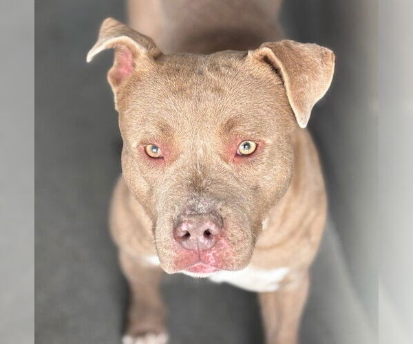 Medium Photo #2 Mutt Puppy For Sale in San Bernardino, CA, USA