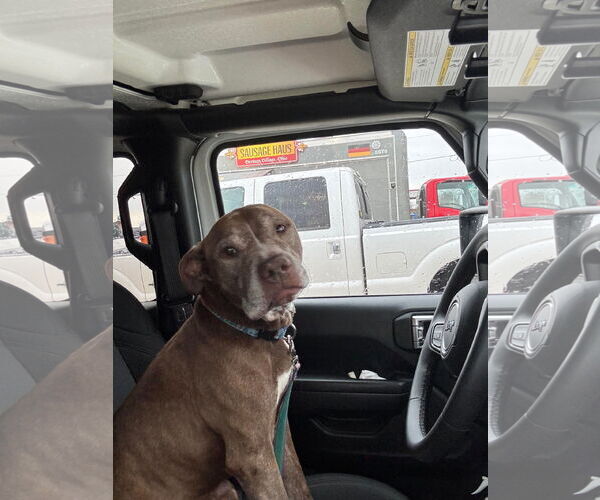 Medium Photo #11 American Pit Bull Terrier-Unknown Mix Puppy For Sale in Germantown, OH, USA