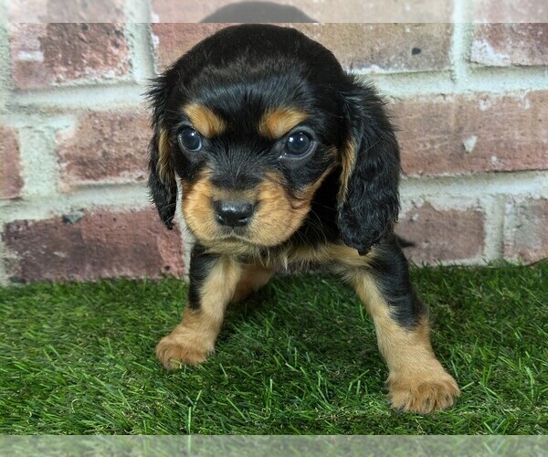 Medium Photo #9 Cavalier King Charles Spaniel Puppy For Sale in MOBERLY, MO, USA
