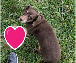 Dachshund Dogs for adoption in Sanford, FL, USA