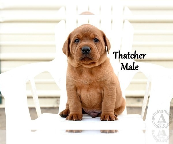 Medium Photo #3 Labrador Retriever Puppy For Sale in DAYTON, VA, USA