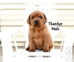 Small Photo #10 Labrador Retriever Puppy For Sale in DAYTON, VA, USA