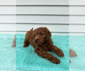 Goldendoodle (Miniature) Puppy for sale in ORLANDO, FL, USA