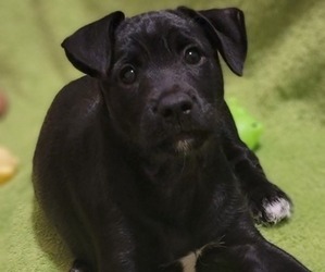 Basenji-Schnauzer (Miniature) Mix Dogs for adoption in SPRINGFIELD, IL, USA