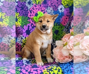 Shiba Inu Puppy for sale in OXFORD, PA, USA