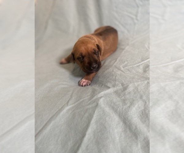 Medium Photo #9 Rhodesian Ridgeback Puppy For Sale in KELLER, TX, USA