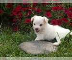 Puppy 6 Jack Russell Terrier-Maltese Mix