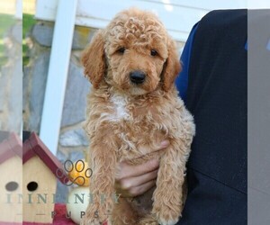 Goldendoodle (Miniature) Puppy for sale in EPHRATA, PA, USA