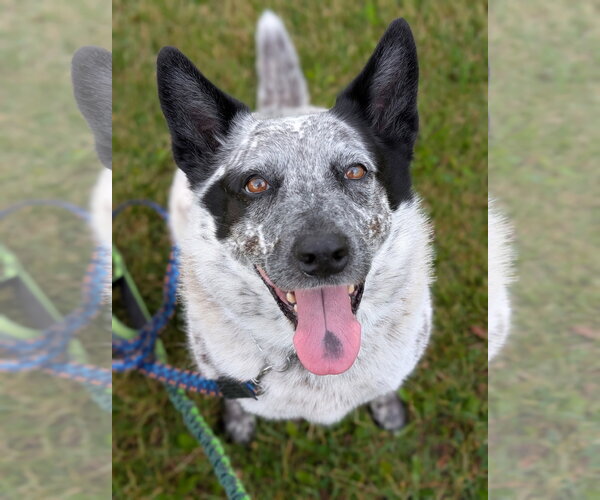 Medium Photo #2  Puppy For Sale in , 