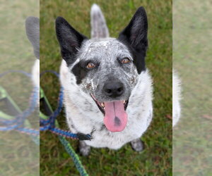 Mutt Dogs for adoption in Kewanee, IL, USA