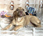 Small #1 American Pit Bull Terrier Mix