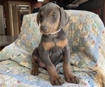 Small Photo #4 Doberman Pinscher Puppy For Sale in BRISTOL, CT, USA