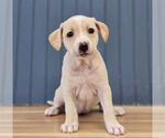 Small #1 Dachshund Mix