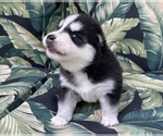 Small Photo #11 Pomsky Puppy For Sale in WINDERMERE, FL, USA
