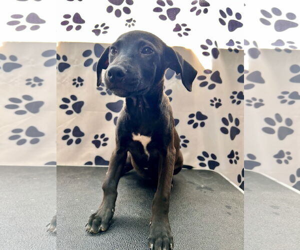 Medium Photo #1 Labrador Retriever-Unknown Mix Puppy For Sale in Tracy City, TN, USA