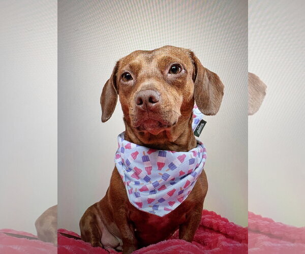 Medium Photo #5 Dachshund Puppy For Sale in Fruitland, SC, USA