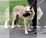 Small Photo #2 German Shepherd Dog-Norwegian Elkhound Mix Puppy For Sale in Winston Salem, NC, USA