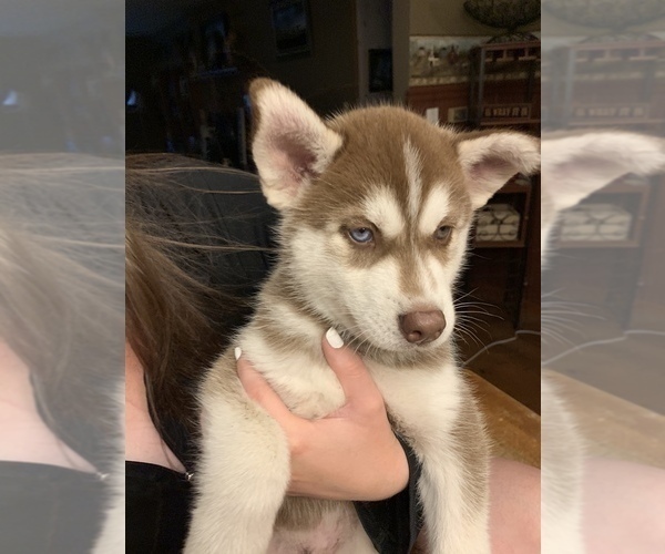 Medium Photo #1 Pomsky-Siberian Husky Mix Puppy For Sale in PLAINWELL, MI, USA