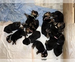 Small Photo #2 Rottweiler Puppy For Sale in SYLVANIA, AL, USA
