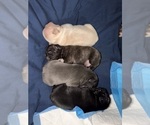 Small Photo #22 French Bulldog Puppy For Sale in WACO, TX, USA