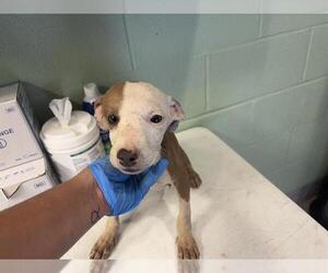 American Pit Bull Terrier-Unknown Mix Dogs for adoption in Grand Prairie, TX, USA