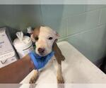 MEGA MIND - Male American Pit Bull Terrier-Unknown Mix Dog for Adoption - Small photo