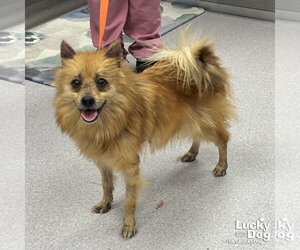 Pomeranian-Unknown Mix Dogs for adoption in Washington, DC, USA