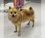 Small Pomeranian Mix
