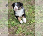 Small Photo #3 Australian Shepherd Puppy For Sale in WEATHERFORD, TX, USA