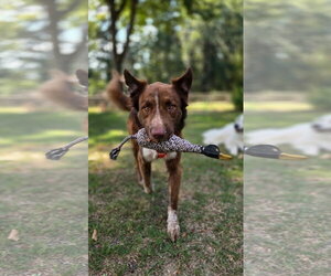 Waylon - Male Australian Shepherd-Unknown Mix Dog for Adoption - Photo #3