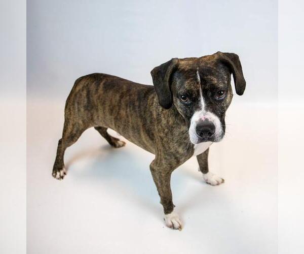 Medium Photo #6 Boxer-Unknown Mix Puppy For Sale in Kennesaw, GA, USA