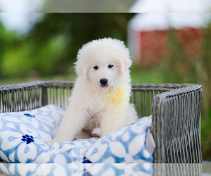 Great Pyrenees Puppy for sale in CONWAY, MO, USA