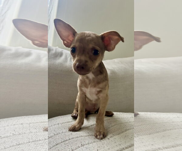 Medium Photo #3 Rat-Cha Puppy For Sale in Royal Palm Beach, FL, USA
