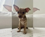 Small #2 Rat-Cha